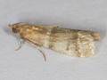 Vitula biviella
